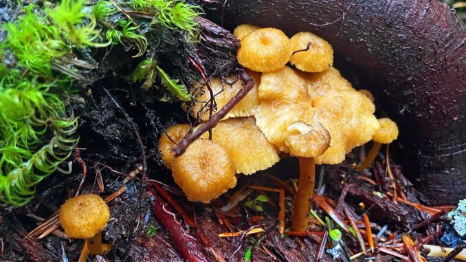 Des chanterelles avec une bonne vitesse de croissance !