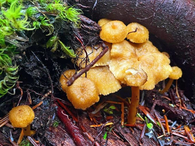 Quelle différence entre girolle et chanterelle
