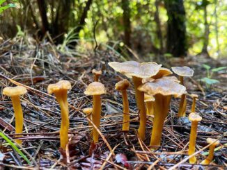 Des chanterelles en tube durant la saison d'automne