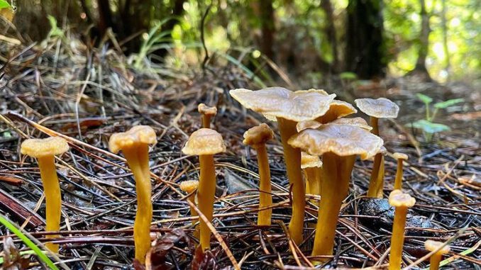 Des chanterelles en tube durant la saison d'automne