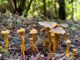 Des chanterelles en tube durant la saison d'automne
