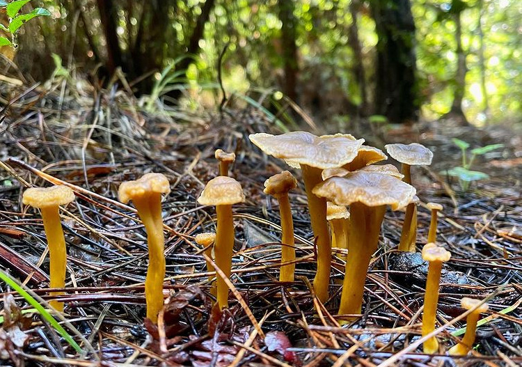 Des chanterelles en tube durant la saison d'automne