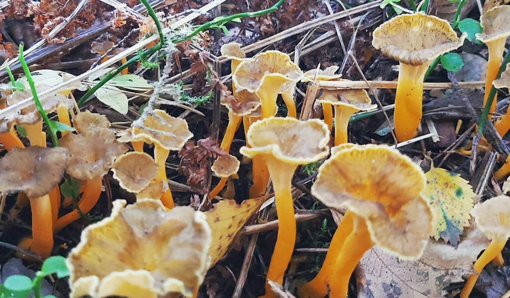 Des chanterelles jaunes (craterellus lutescens)