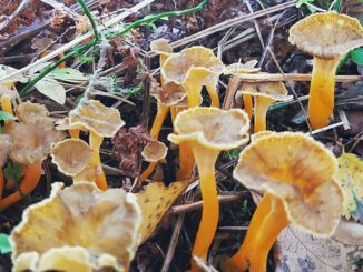 Des chanterelles jaunes (craterellus lutescens)