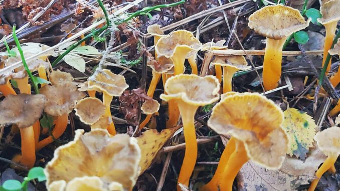 Des chanterelles jaunes (craterellus lutescens)