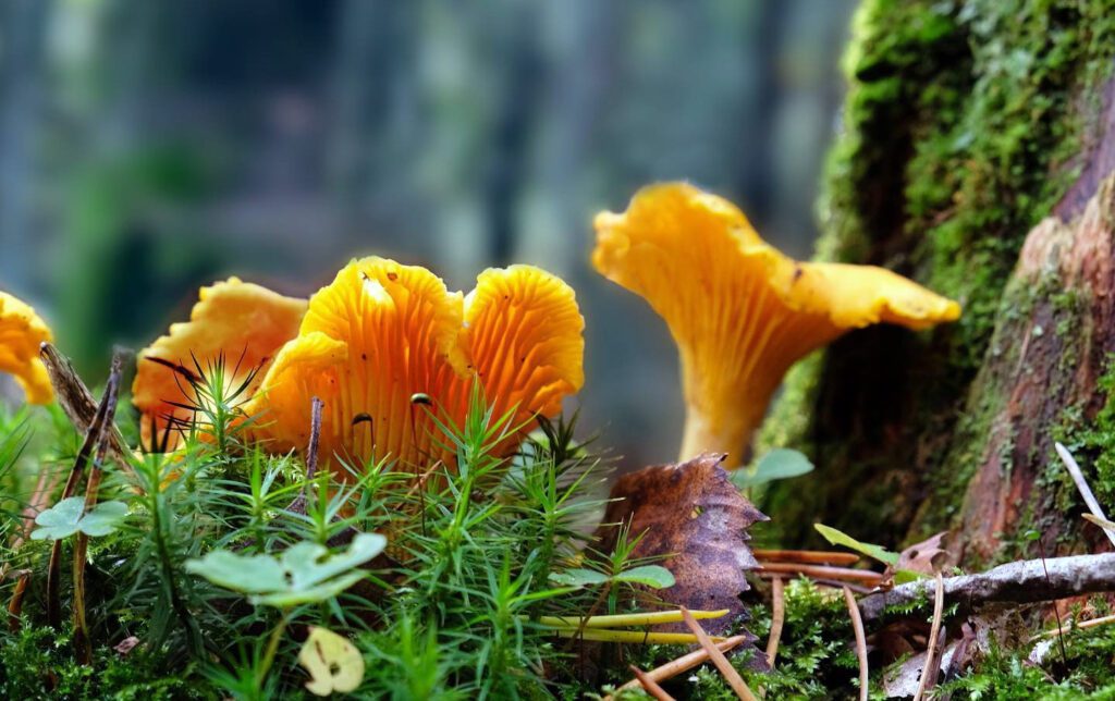 Des girolles dont le temps de pousse est lent