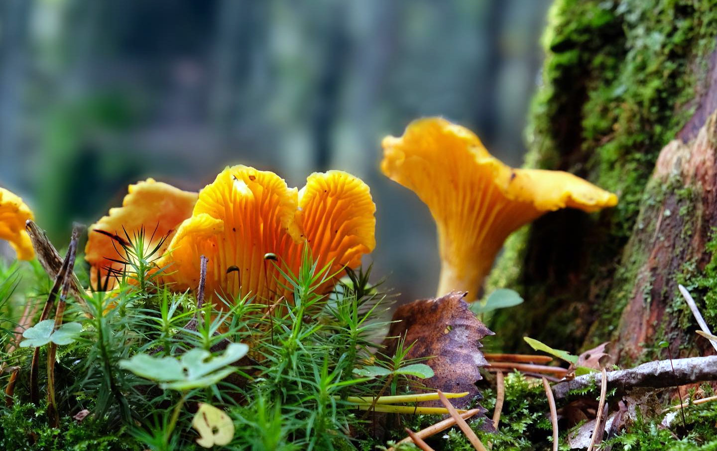 En combien de temps pousse une girolle ? Chasseurs de champignons