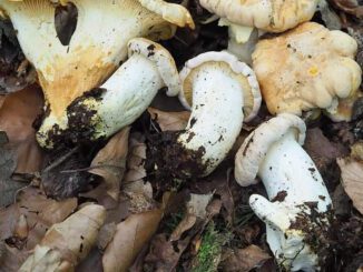 Des girolles pruineuses (girolle blanche - cantharellus pallens)
