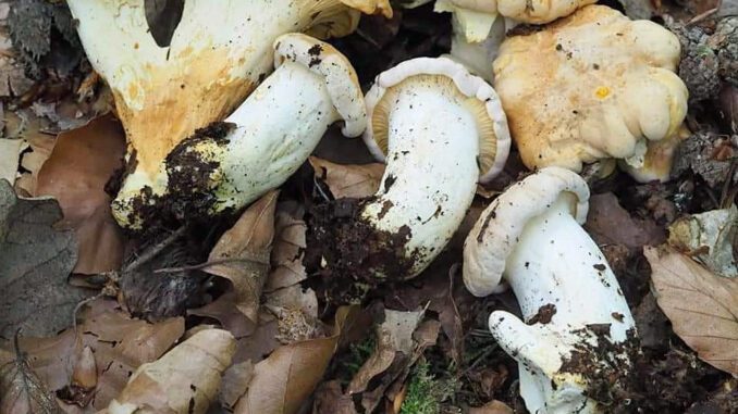 Des girolles pruineuses (girolle blanche - cantharellus pallens)