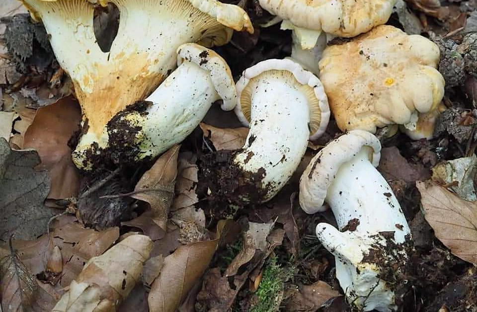 Des girolles pruineuses (girolle blanche - cantharellus pallens)