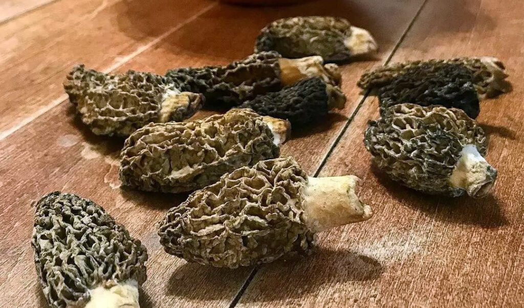 Des morilles au gout subtil (morille)