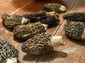 Des morilles au gout subtil (morille)