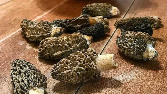 Des morilles au gout subtil (morille)