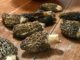 Des morilles au gout subtil (morille)