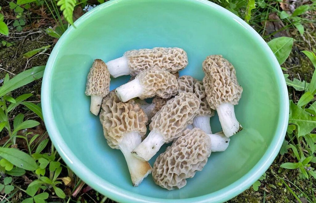 Des morilles blondes avec des vers, avant le nettoyage