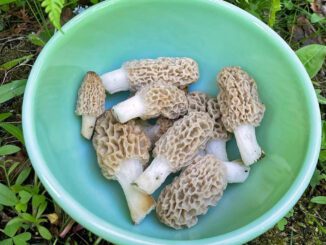 Des morilles blondes avec des vers, avant le nettoyage