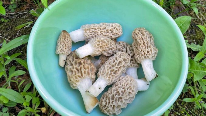 Des morilles blondes avec des vers, avant le nettoyage