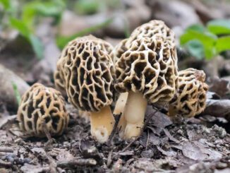 Des morilles dans leur habitat et biotope naturels (morille commune - morchella esculenta)