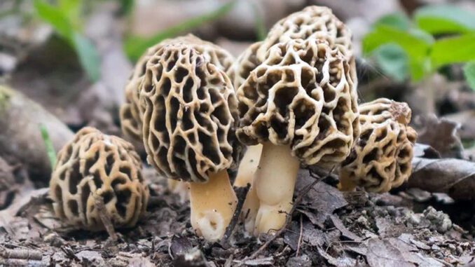 Des morilles dans leur habitat et biotope naturels (morille commune - morchella esculenta)