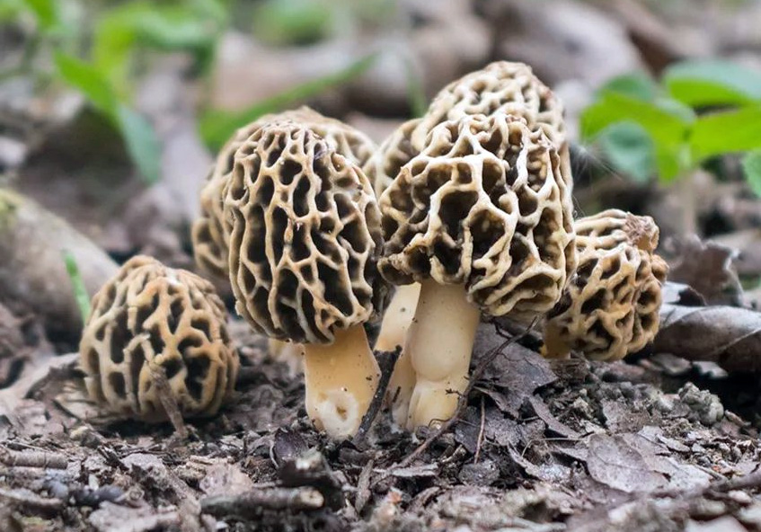 Des morilles dans leur habitat et biotope naturels (morille commune - morchella esculenta)