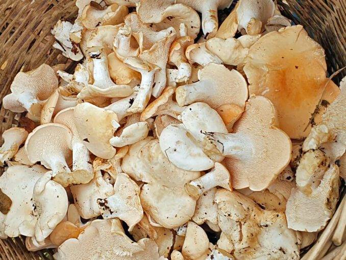 Comment nettoyer les pieds de mouton ? Chasseurs de champignons — free download