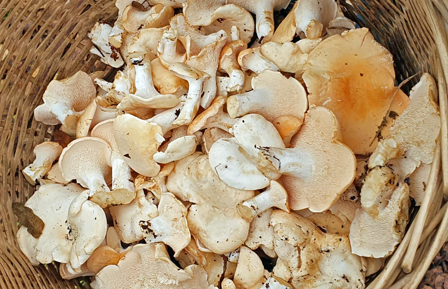 Comment Conserver Les Pieds De Mouton Champignon Comment congeler des pieds de mouton ? - Chasseurs de champignons