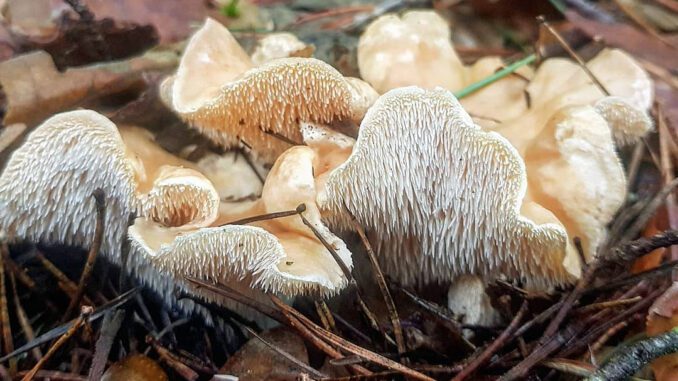 Des pieds de mouton prêts à être nettoyés