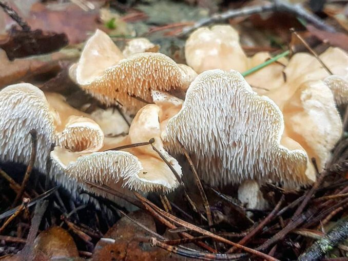 Comment congeler des pieds de mouton ? - Chasseurs de champignons