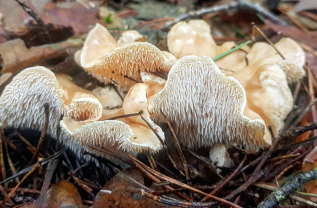 Comment Nettoyer Et Cuire Les Champignons Pieds De Moutons
