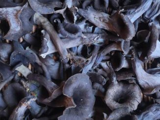 Des trompettes de la mort tout juste récoltées, qu'il faut nettoyer