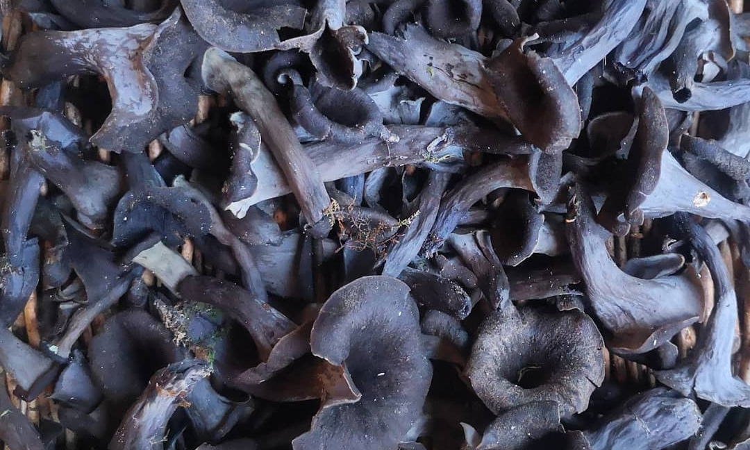 Comment nettoyer les trompettes de la mort - Chasseurs de champignons