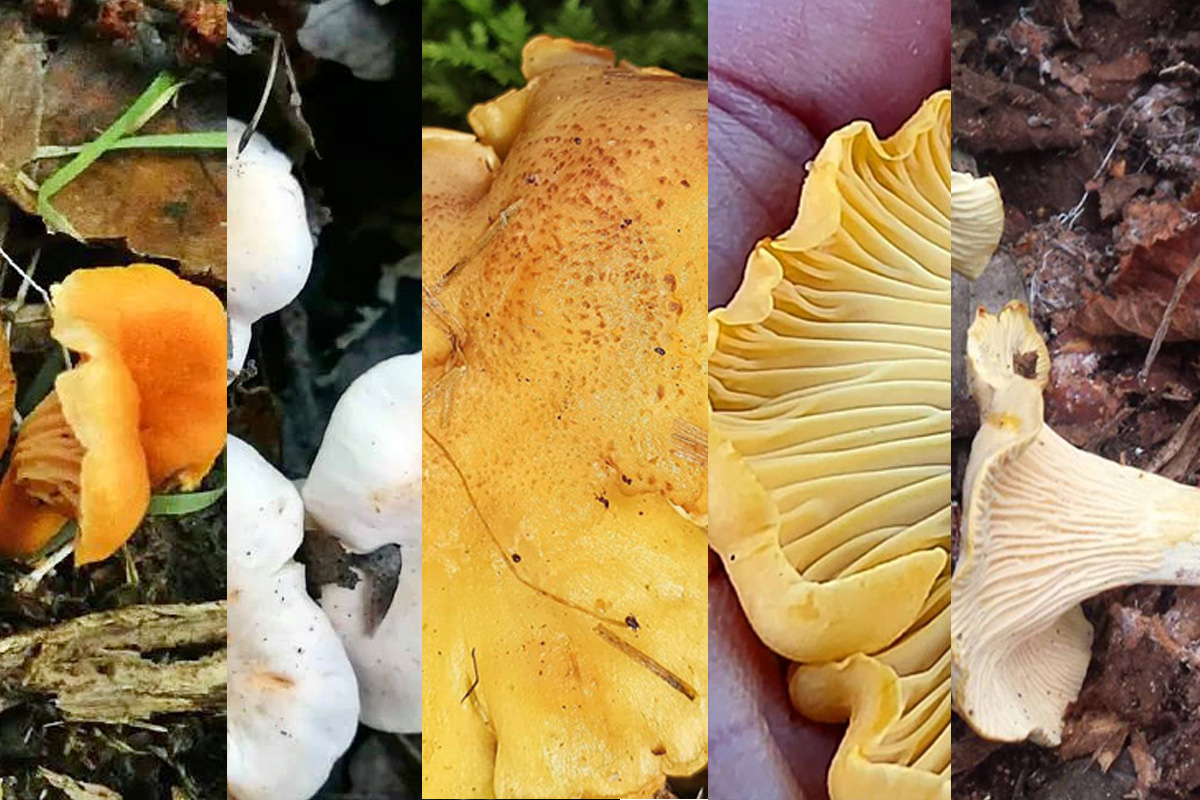Les différentes girolles Chasseurs de champignons