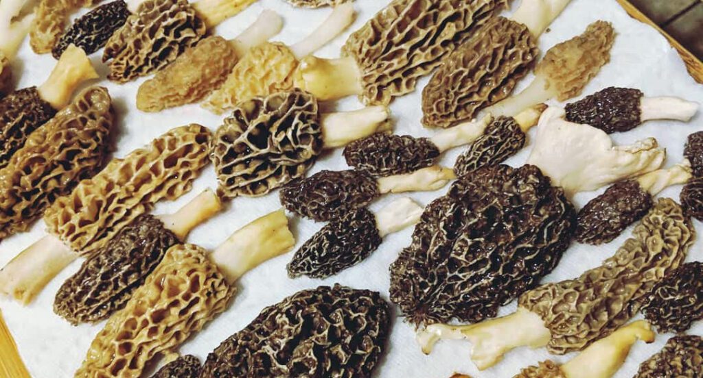 Nettoyage des morilles