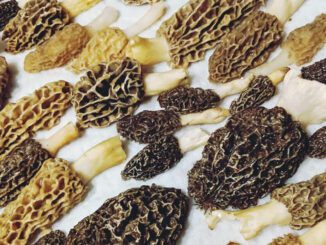 Nettoyage des morilles