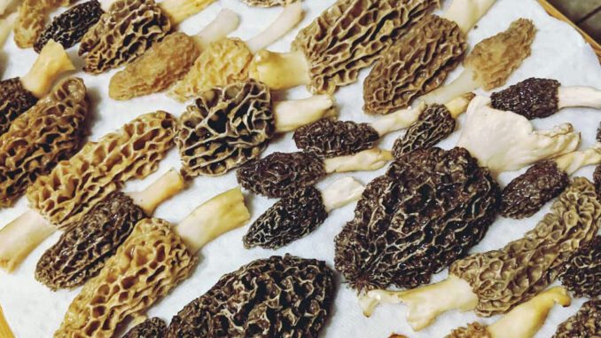 Nettoyage des morilles