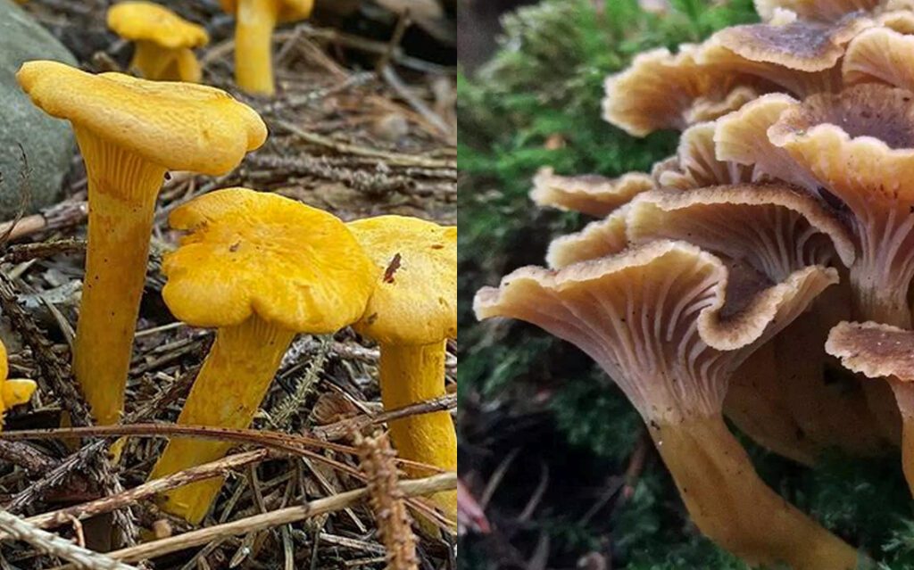 Photo de girolle et de chanterelle et leurs différences