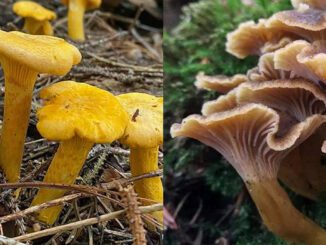 Photo de girolle et de chanterelle et leurs différences