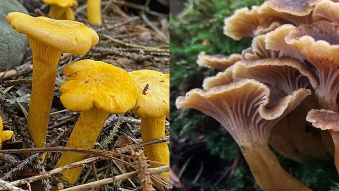 Photo de girolle et de chanterelle et leurs différences