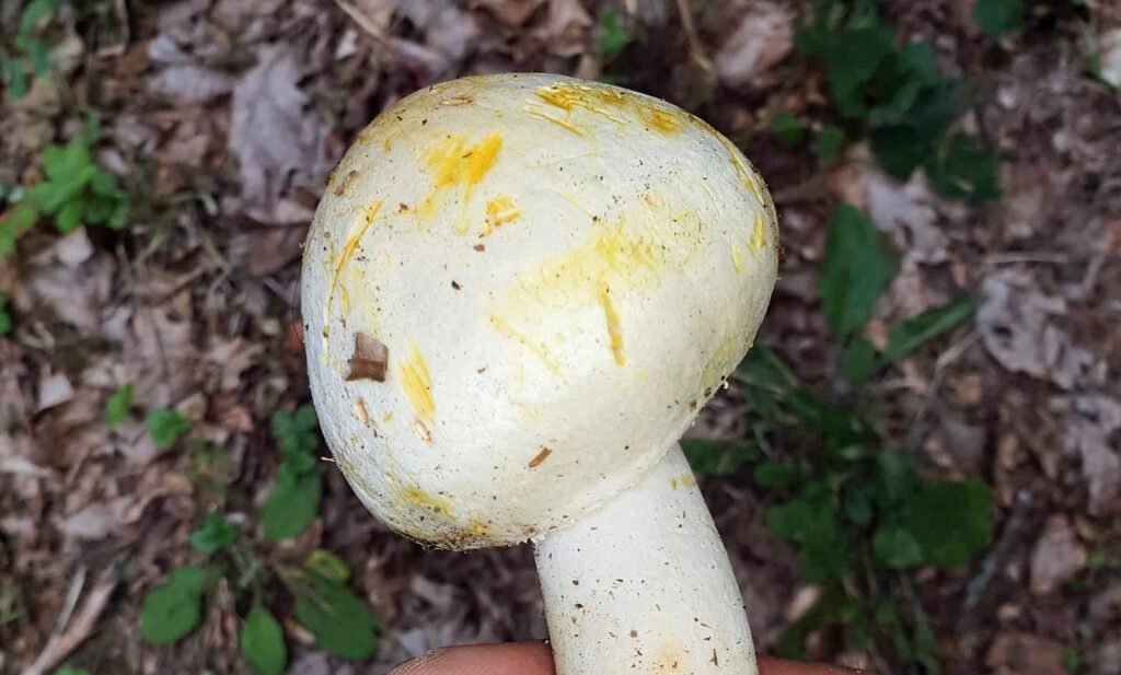 Un agaric jaunissant