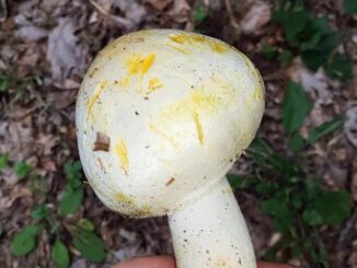 Un agaric jaunissant