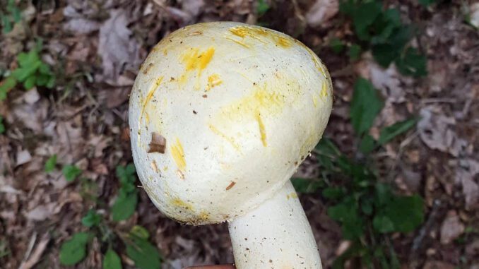 Un agaric jaunissant