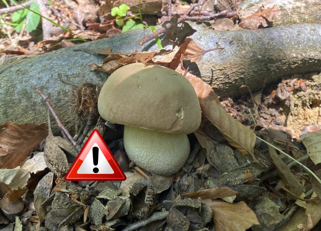 Un cèpe d'été (boletus aestivalis) non-toxique 