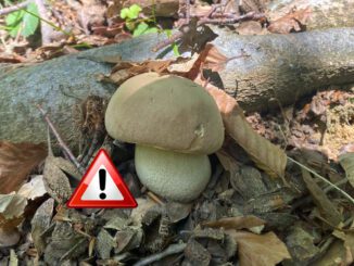 Un cèpe d'été (boletus aestivalis) non-toxique