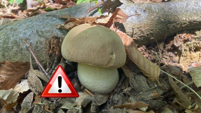 Un cèpe d'été (boletus aestivalis) non-toxique