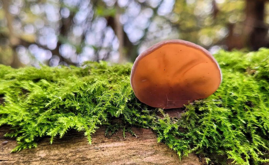 Une oreille de judas (oreilles de judas - auricularia auricula-judae)