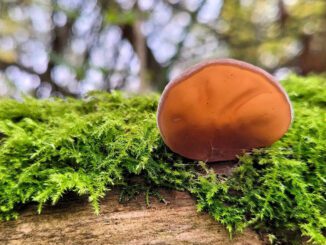 Une oreille de judas (oreilles de judas - auricularia auricula-judae)