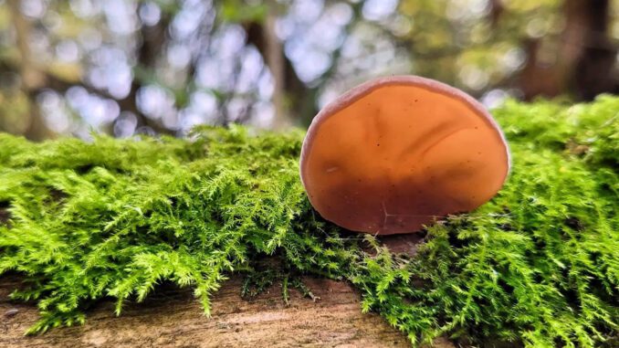 Une oreille de judas (oreilles de judas - auricularia auricula-judae)