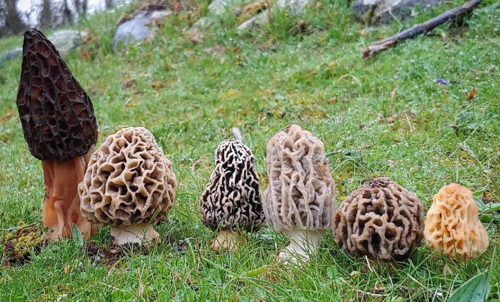 Une photo de différentes espèces morilles