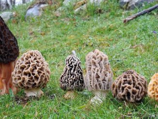 Une photo de différentes morilles