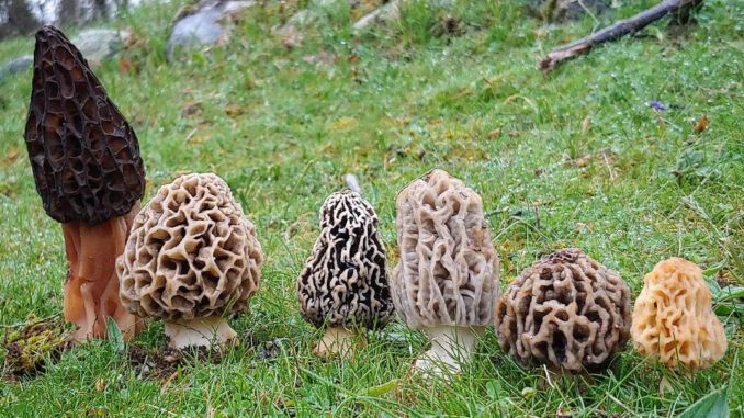 Une photo de différentes morilles